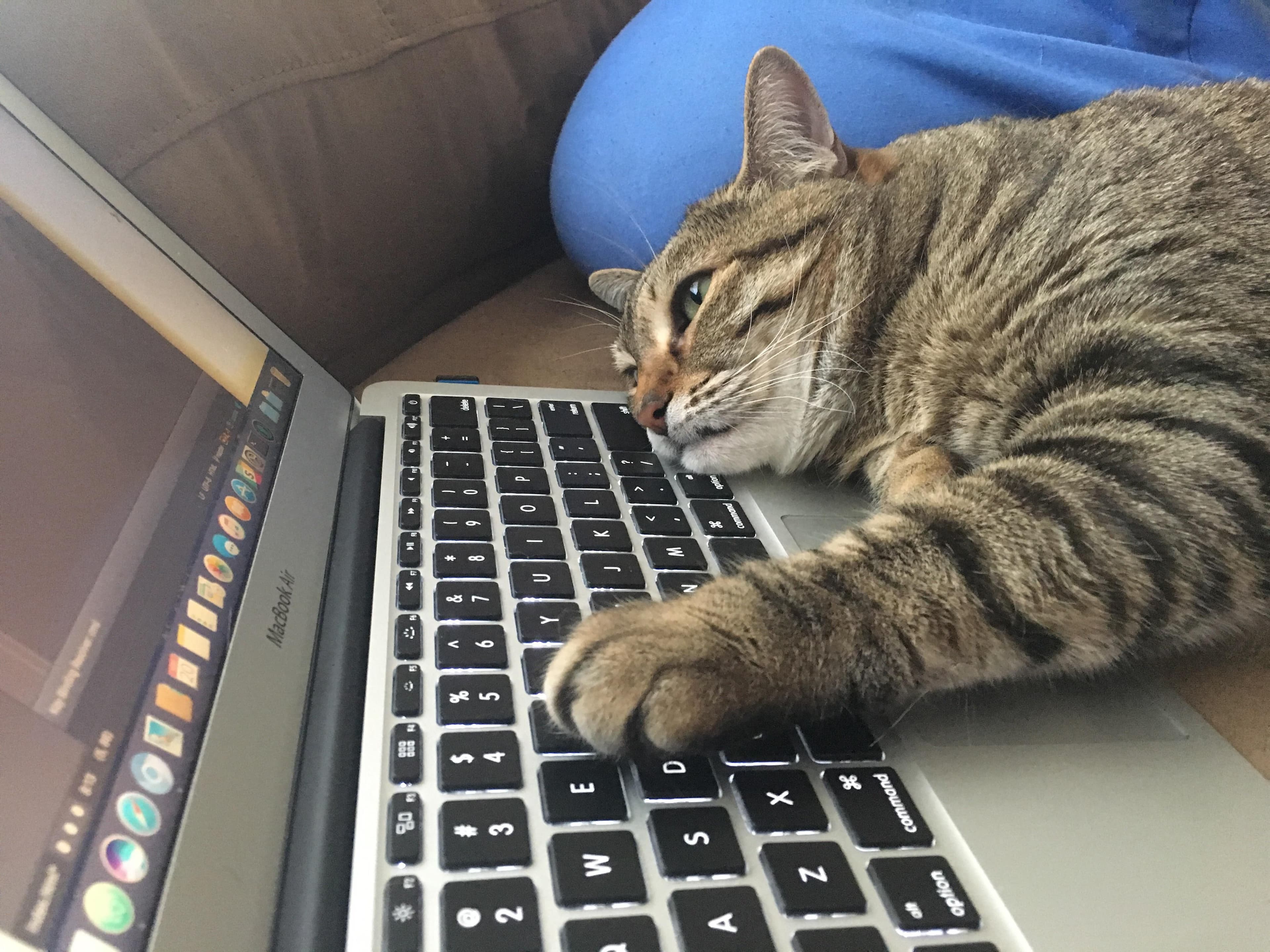Cat Driven Development: The Purrsuit of optimization method (#1)